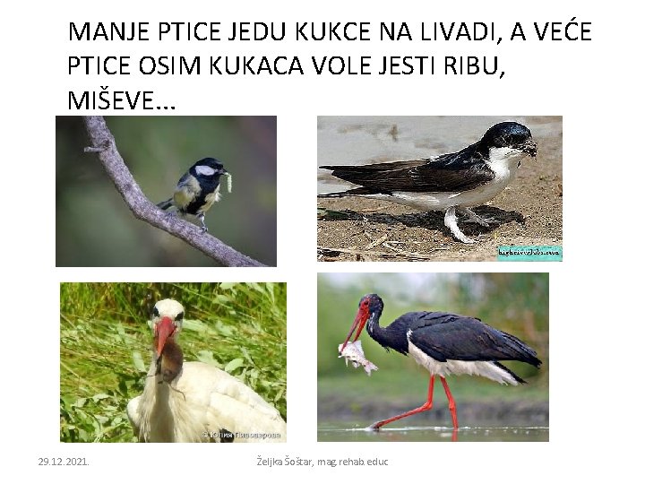 MANJE PTICE JEDU KUKCE NA LIVADI, A VEĆE PTICE OSIM KUKACA VOLE JESTI RIBU,