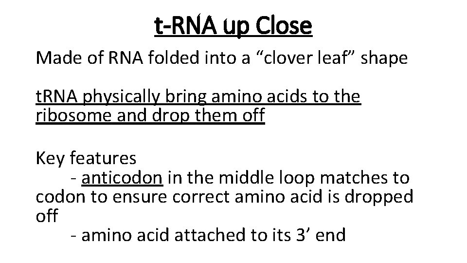 t-RNA up Close Made of RNA folded into a “clover leaf” shape t. RNA