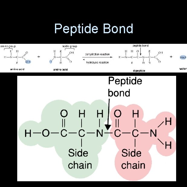 Peptide Bond 