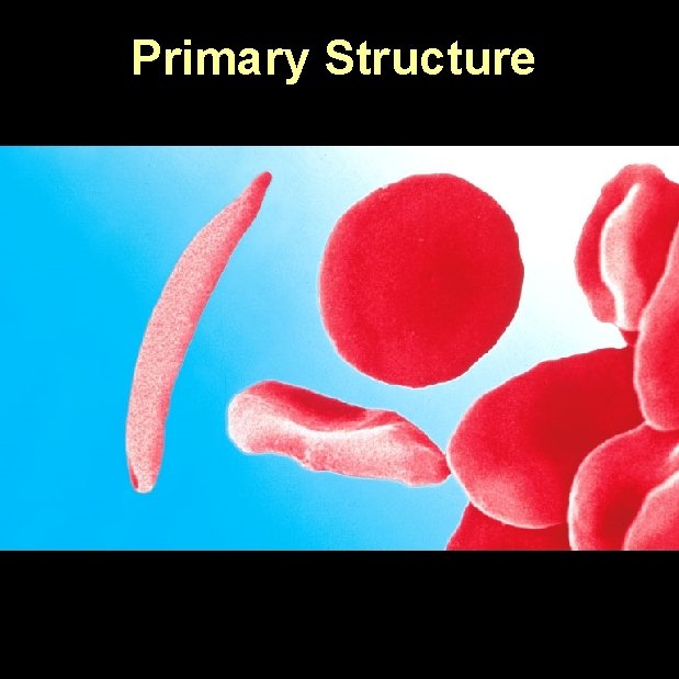 Primary Structure 