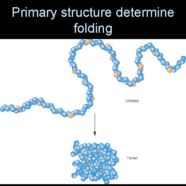 Primary structure determine folding 