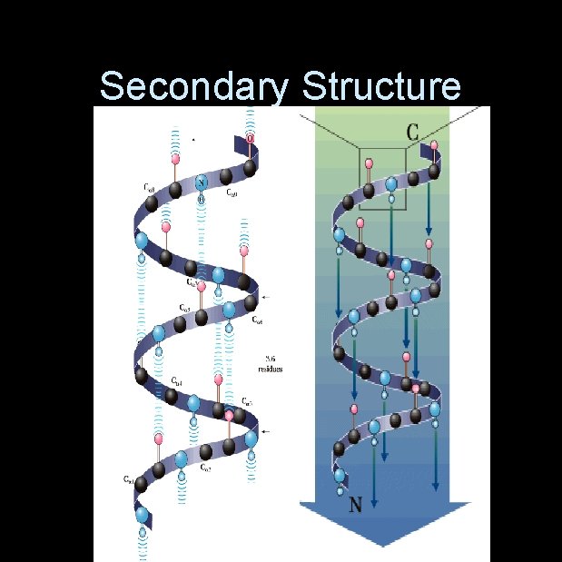 Secondary Structure 