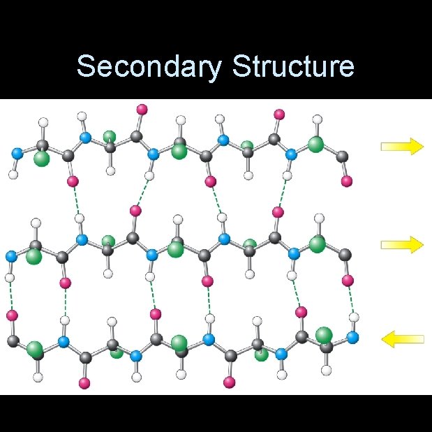 Secondary Structure 