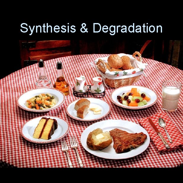 Synthesis & Degradation 