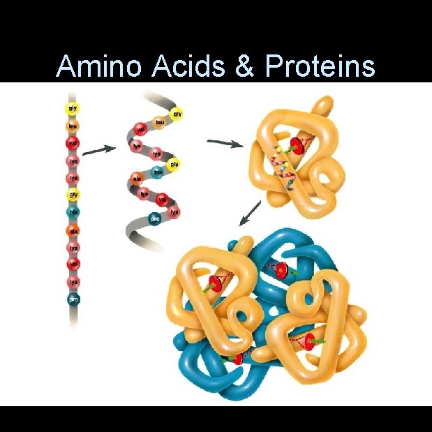 Amino Acids & Proteins 