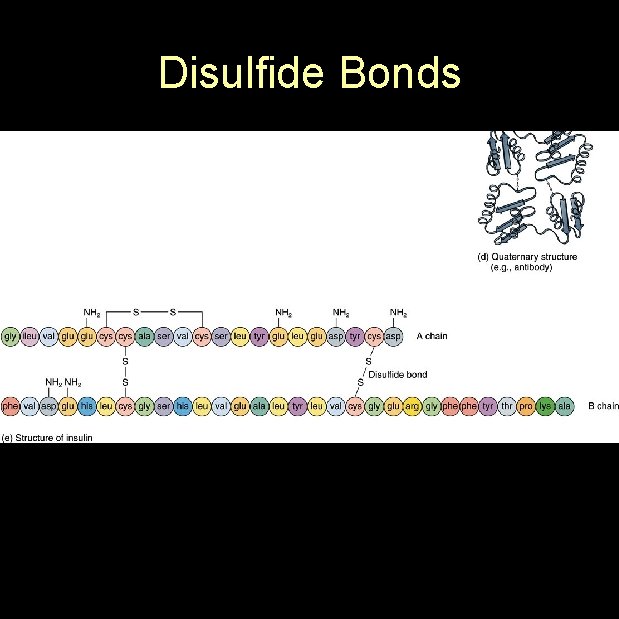 Disulfide Bonds 