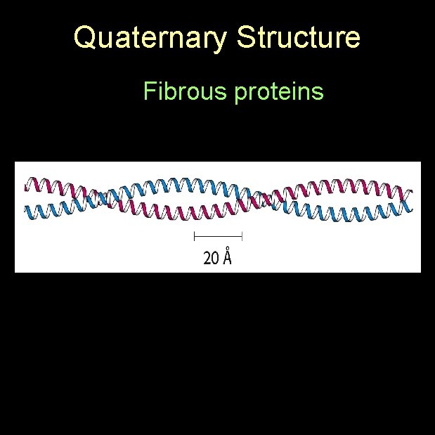 Quaternary Structure Fibrous proteins 