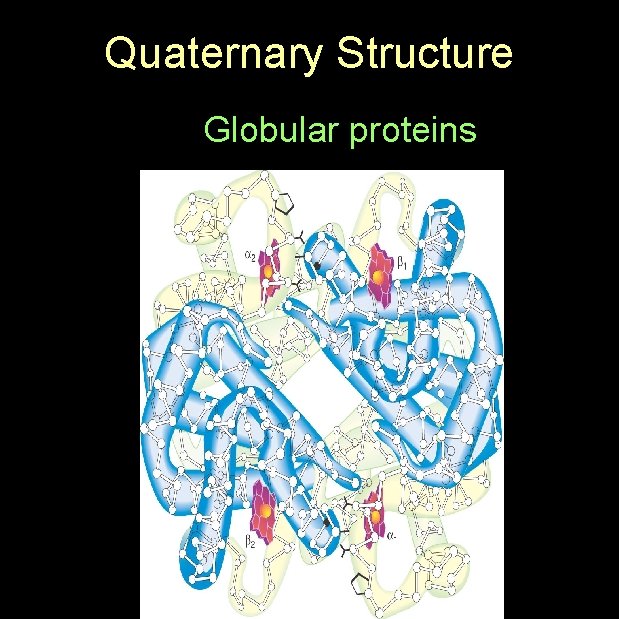 Quaternary Structure Globular proteins 