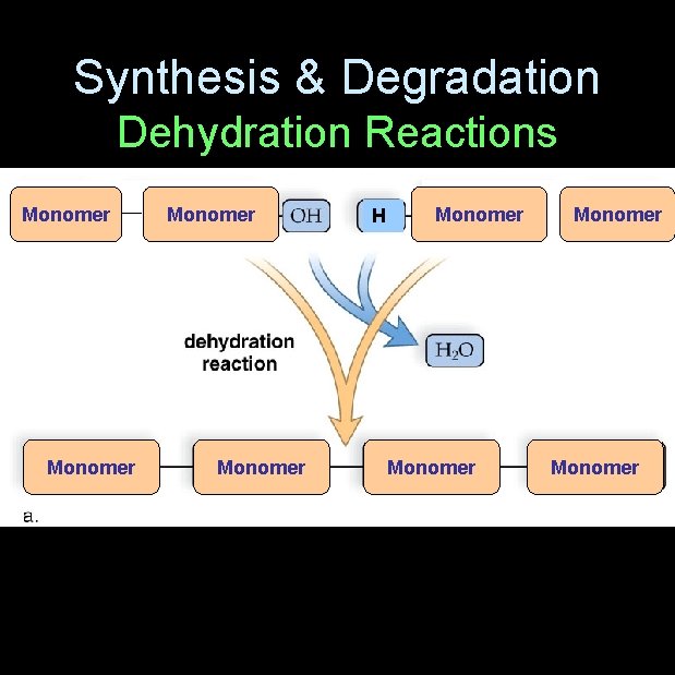Synthesis & Degradation Dehydration Reactions Monomer H Monomer 