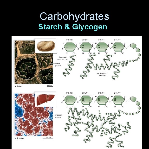 Carbohydrates Starch & Glycogen 