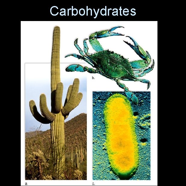 Carbohydrates 