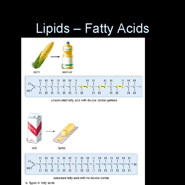 Lipids – Fatty Acids 