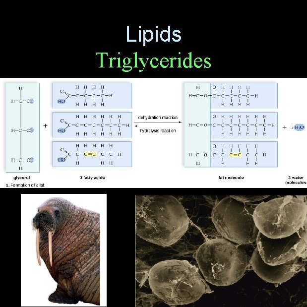 Lipids Triglycerides 