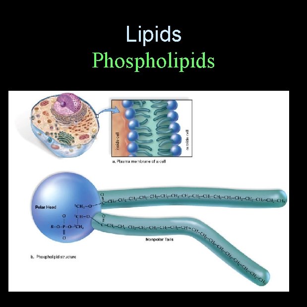 Lipids Phospholipids 