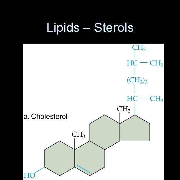 Lipids – Sterols 