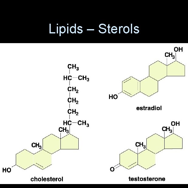 Lipids – Sterols 