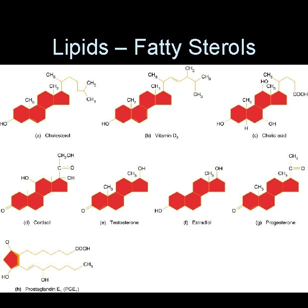 Lipids – Fatty Sterols 