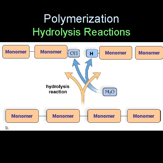 Polymerization Hydrolysis Reactions Monomer H Monomer 