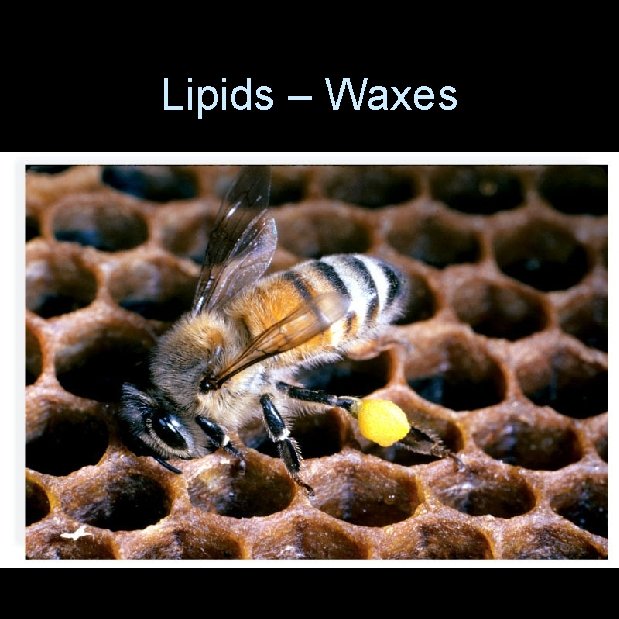 Lipids – Waxes 