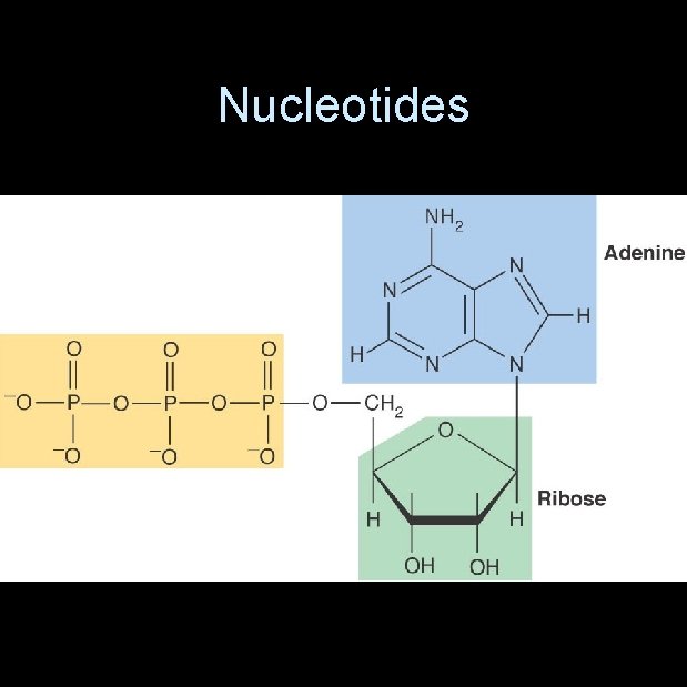 Nucleotides 