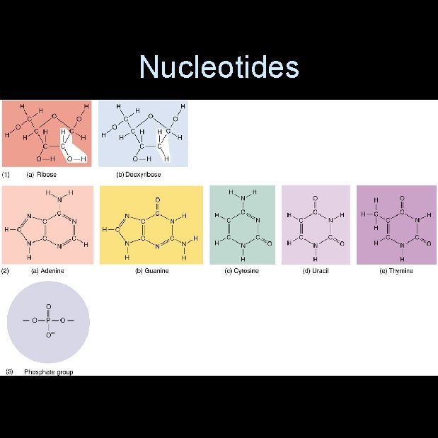 Nucleotides 