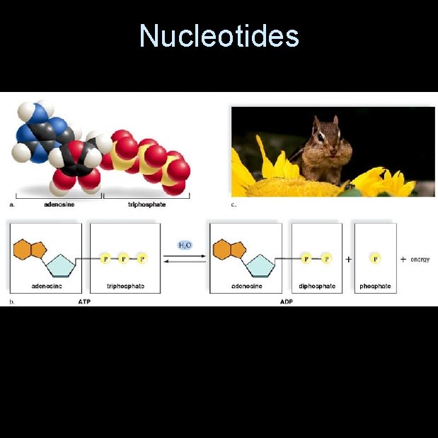 Nucleotides 