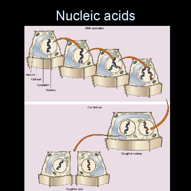 Nucleic acids 