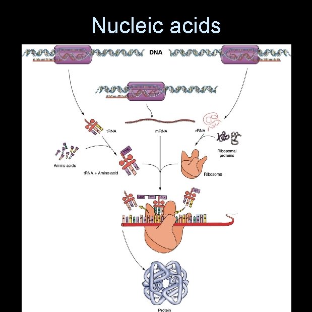 Nucleic acids 