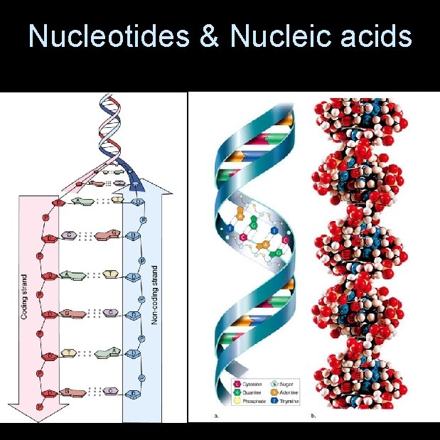 Nucleotides & Nucleic acids 