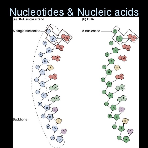 Nucleotides & Nucleic acids 