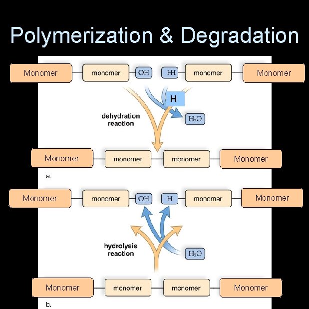 Polymerization & Degradation Monomer H Monomer Monomer 