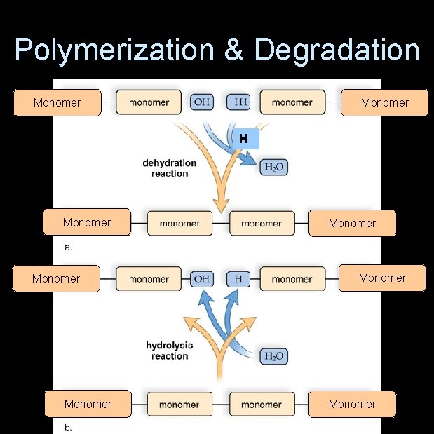 Polymerization & Degradation Monomer H Monomer Monomer 