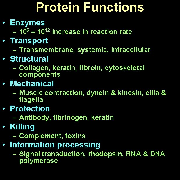 Protein Functions • Enzymes – 106 – 1012 increase in reaction rate • Transport