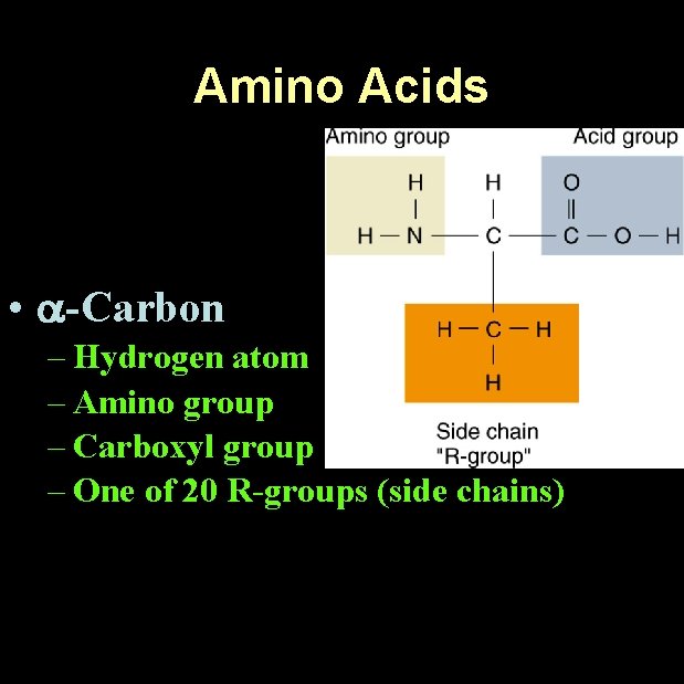 Amino Acids • -Carbon – Hydrogen atom – Amino group – Carboxyl group –
