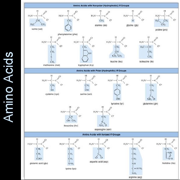 Amino Acids 