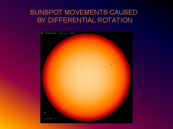 SUNSPOT MOVEMENTS CAUSED BY DIFFERENTIAL ROTATION 
