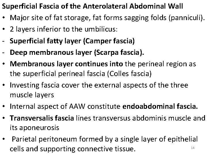 Superficial Fascia of the Anterolateral Abdominal Wall • Major site of fat storage, fat
