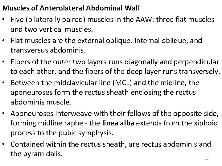 Muscles of Anterolateral Abdominal Wall • Five (bilaterally paired) muscles in the AAW: three