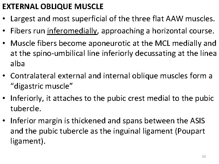 EXTERNAL OBLIQUE MUSCLE • Largest and most superficial of the three flat AAW muscles.