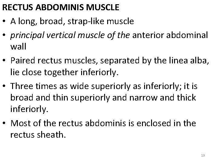 RECTUS ABDOMINIS MUSCLE • A long, broad, strap-like muscle • principal vertical muscle of