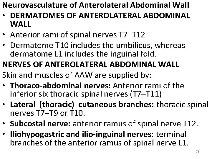 Neurovasculature of Anterolateral Abdominal Wall • DERMATOMES OF ANTEROLATERAL ABDOMINAL WALL • Anterior rami