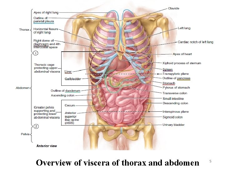 Overview of viscera of thorax and abdomen 5 