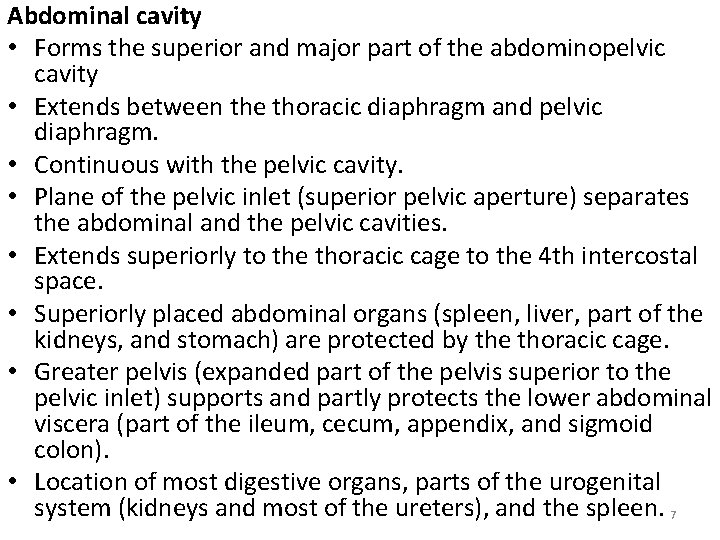 Abdominal cavity • Forms the superior and major part of the abdominopelvic cavity •