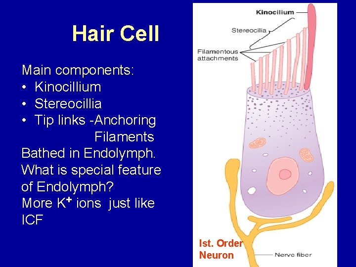 Hair Cell Main components: • Kinocillium • Stereocillia • Tip links -Anchoring Filaments Bathed