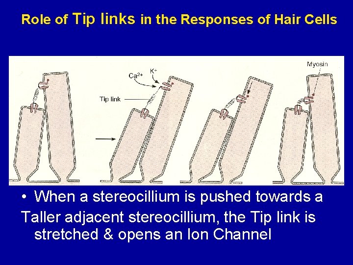 Role of Tip links in the Responses of Hair Cells • When a stereocillium