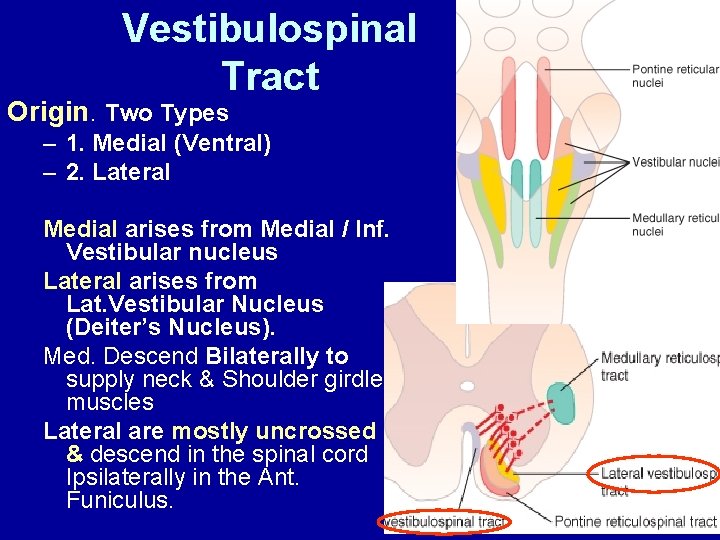 Vestibulospinal Tract Origin. Two Types – 1. Medial (Ventral) – 2. Lateral Medial arises