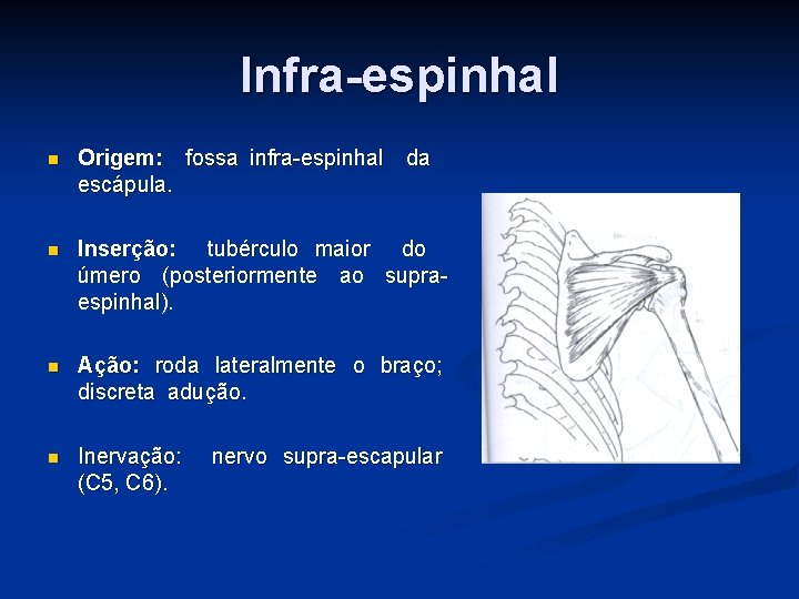 Infra-espinhal n Origem: fossa infra-espinhal da escápula. n Inserção: tubérculo maior do úmero (posteriormente