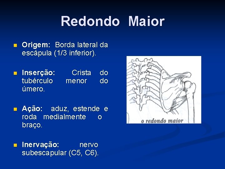 Redondo Maior n Origem: Borda lateral da escápula (1/3 inferior). n Inserção: tubérculo úmero.