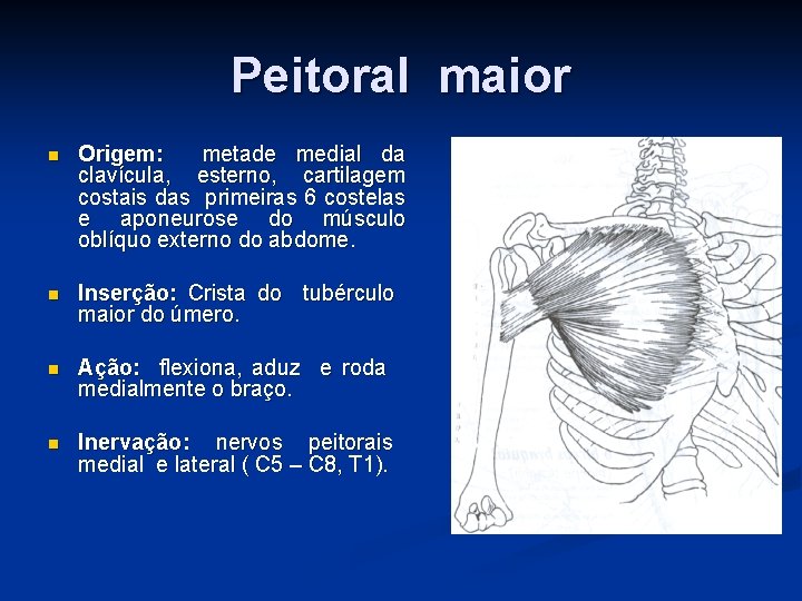 Peitoral maior n Origem: metade medial da clavícula, esterno, cartilagem costais das primeiras 6