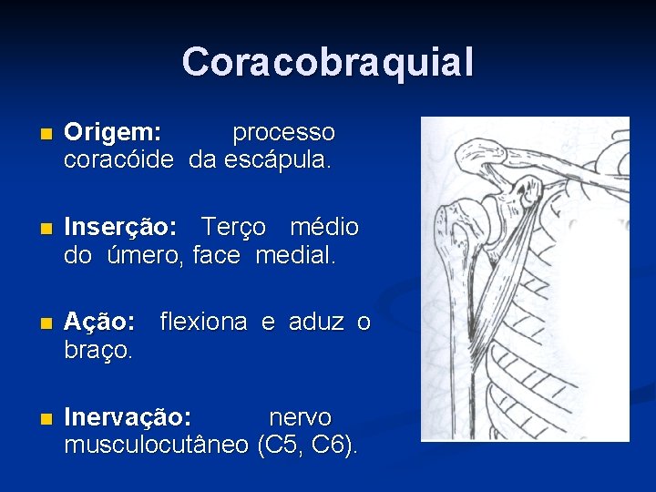 Coracobraquial n Origem: processo coracóide da escápula. n Inserção: Terço médio do úmero, face